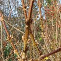 Forsythia x intermedia bourgeon